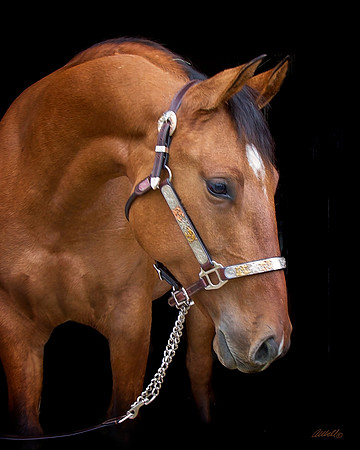 other breeds - 044