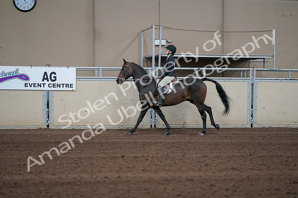 2019 Morgan Horse Show - Sept 01, 2019 - 03774