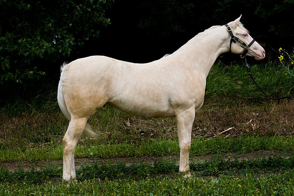 other breeds - 002