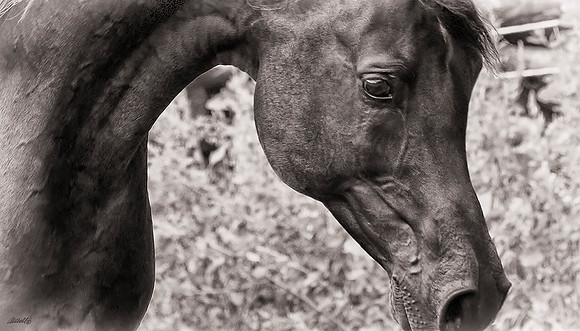 Arabians - 172