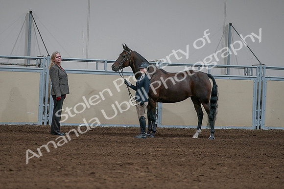 2020 - AB Morgan Horse - Fri, Sept 04 - 00775