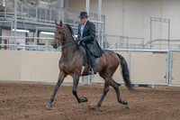 2020 - AB Morgan Horse - Sun, Sept 06 - 00280
