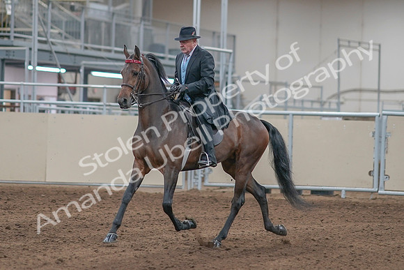 2020 - AB Morgan Horse - Sun, Sept 06 - 00280