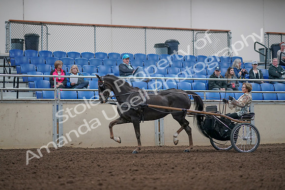 2019 Morgan Horse Show - Aug 31, 2019 - 10250