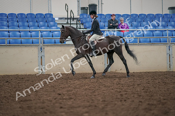 2019 Morgan Horse Show - Aug 30, 2019 - 20335