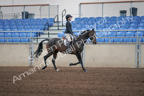 2019 Morgan Horse Show - Sept 01, 2019 - 03820
