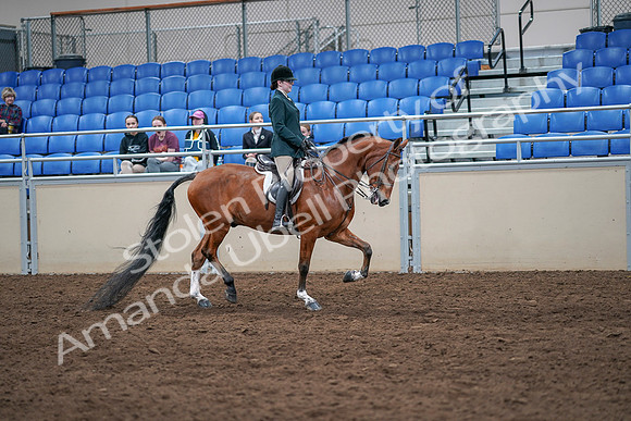 2020 - AB Morgan Horse - Sat, Sept 05 - 05106