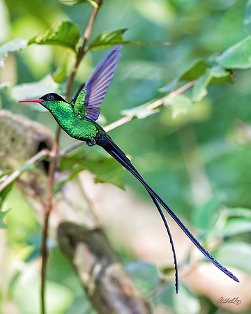 Jamaica - 075