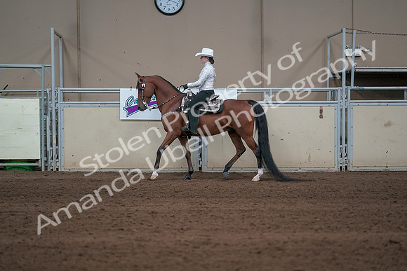 2019 Morgan Horse Show - Sept 01, 2019 - 06953