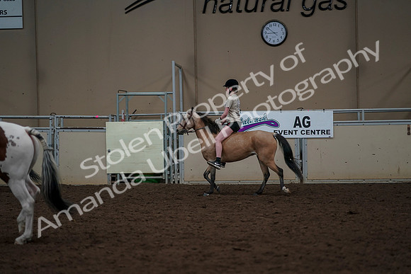 2019 Morgan Horse Show - Aug 30, 2019 - 31173