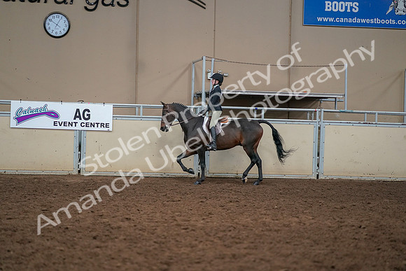 2019 Morgan Horse Show - Aug 30, 2019 - 12214