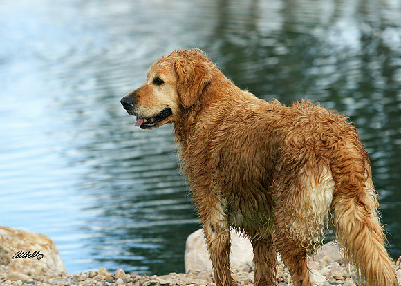 Dogs and Cats - 015