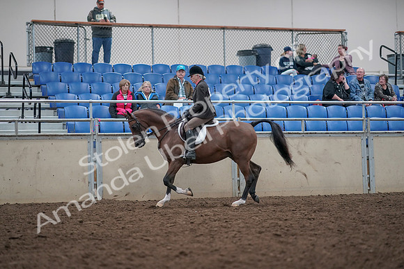 2019 Morgan Horse Show - Aug 31, 2019 - 15861
