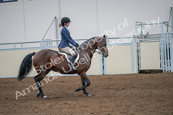 2020 - AB Morgan Horse - Fri, Sept 04 - 05988