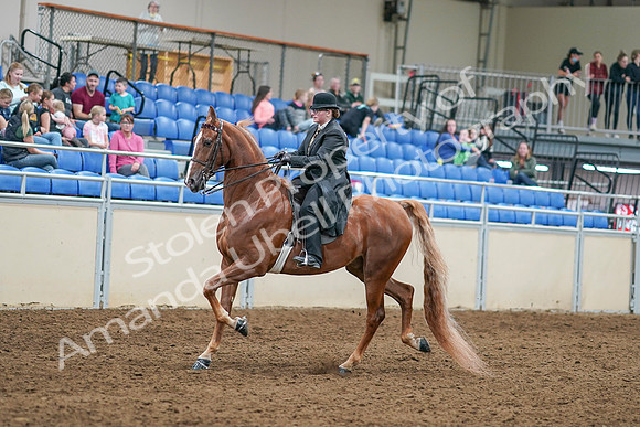 2020 - AB Morgan Horse - Sat, Sept 05 - 07982
