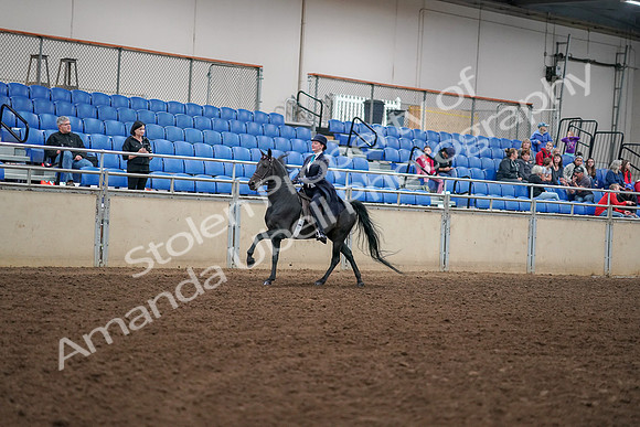 2019 Morgan Horse Show - Aug 30, 2019 - 12318
