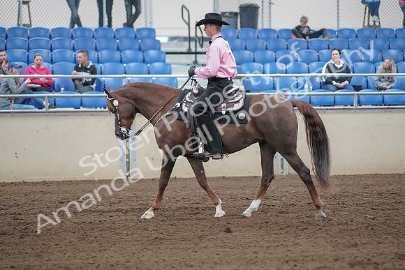 2019 Morgan Horse Show - Sept 01, 2019 - 06836