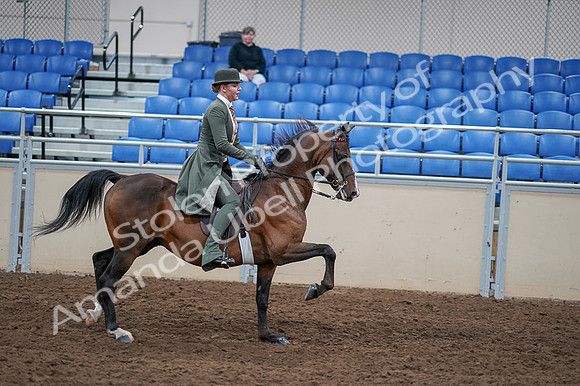 2020 - AB Morgan Horse - Fri, Sept 04 - 03443