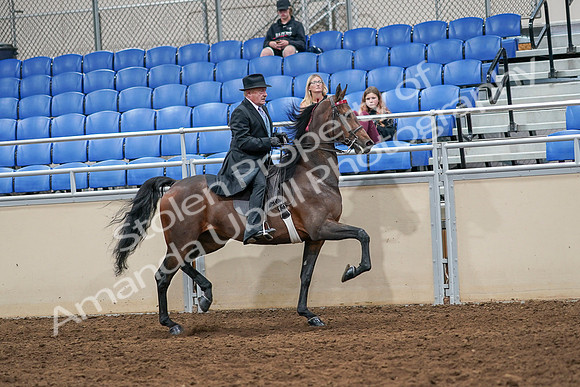 2020 - AB Morgan Horse - Sat, Sept 05 - 08158