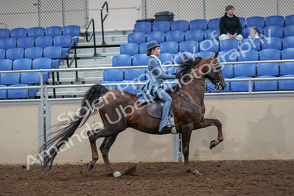 2020 - AB Morgan Horse - Fri, Sept 04 - 05211