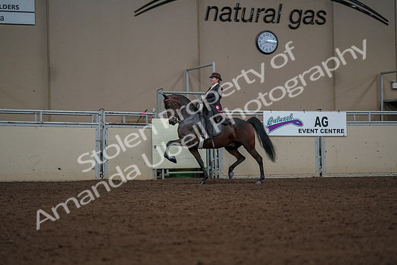 2019 Morgan Horse Show - Aug 30, 2019 - 28305
