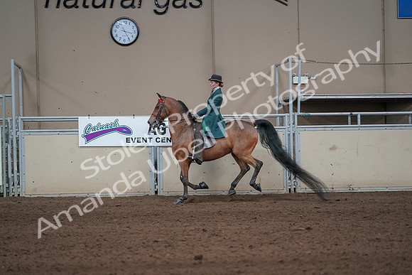 2019 Morgan Horse Show - Sept 01, 2019 - 13255