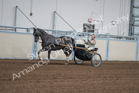 2020 - AB Morgan Horse - Sat, Sept 05 - 05877