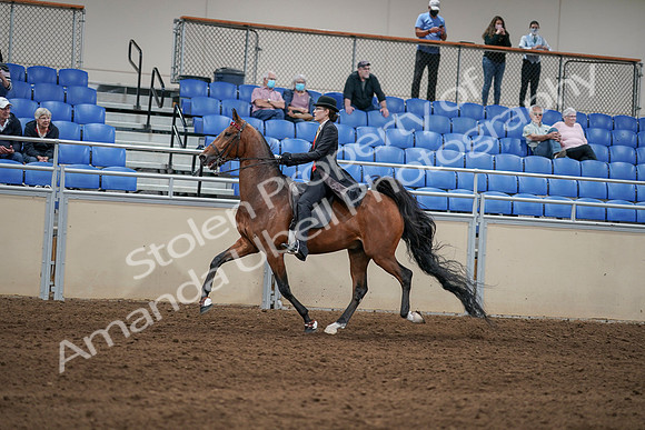 2020 - AB Morgan Horse - Sat, Sept 05 - 06737