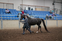 2019 Morgan Horse Show - Aug 31, 2019 - 02112