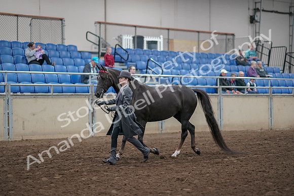 2019 Morgan Horse Show - Aug 31, 2019 - 02112
