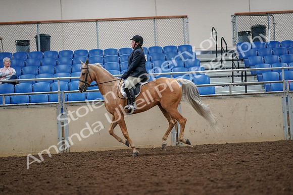 2019 Morgan Horse Show - Aug 30, 2019 - 22378