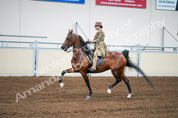 2020 - AB Morgan Horse - Sat, Sept 05 - 08103
