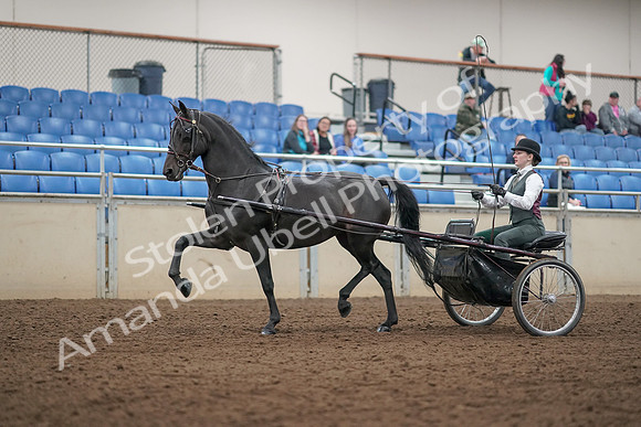 2019 Morgan Horse Show - Aug 31, 2019 - 04669