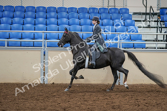 2020 - AB Morgan Horse - Sat, Sept 05 - 13742