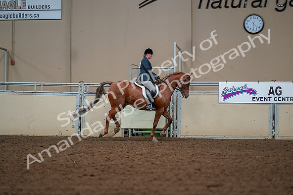 2019 Morgan Horse Show - Aug 30, 2019 - 22559