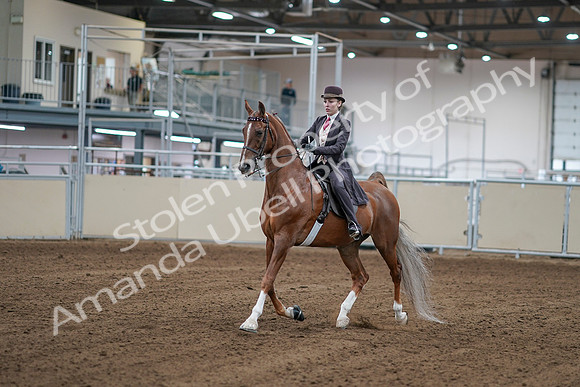 2020 - AB Morgan Horse - Sat, Sept 05 - 06146