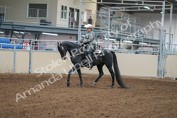 2020 - AB Morgan Horse - Fri, Sept 04 - 03499