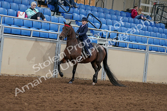 2020 - AB Morgan Horse - Fri, Sept 04 - 03623