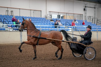 2019 Morgan Horse Show - Aug 30, 2019 - 13024