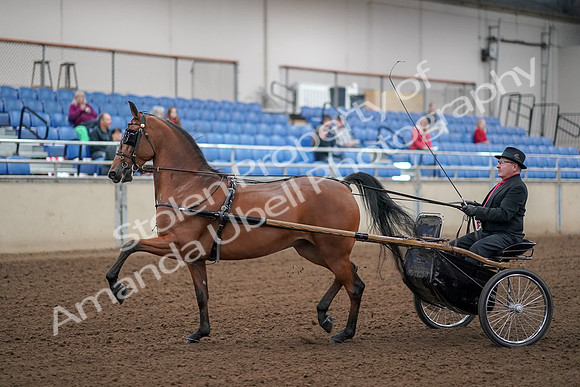 2019 Morgan Horse Show - Aug 30, 2019 - 13024