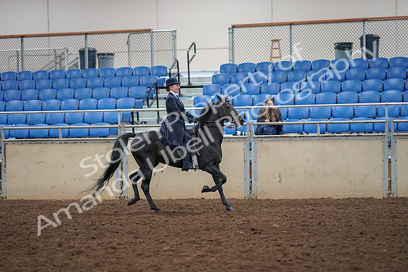 2019 Morgan Horse Show - Aug 30, 2019 - 12381