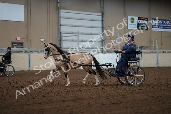 2019 Morgan Horse Show - Aug 30, 2019 - 13248