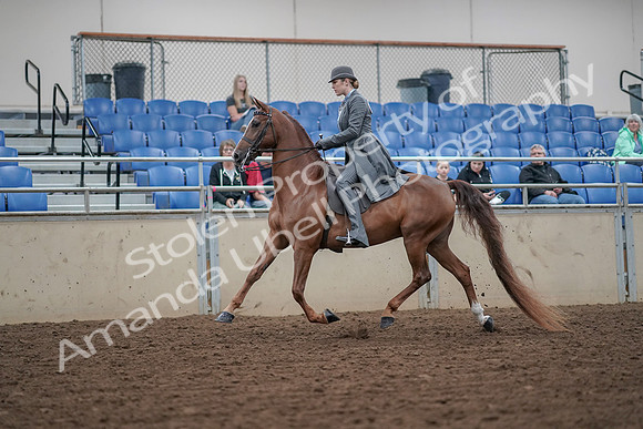 2019 Morgan Horse Show - Aug 30, 2019 - 15361