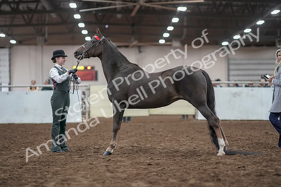 2019 Morgan Horse Show - Aug 31, 2019 - 02000