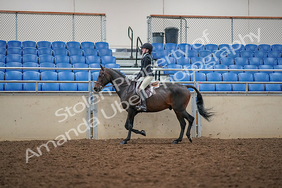 2019 Morgan Horse Show - Aug 30, 2019 - 23128