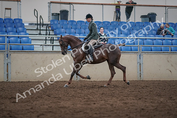 2019 Morgan Horse Show - Sept 01, 2019 - 08627