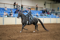 2020 - AB Morgan Horse - Sat, Sept 05 - 13571