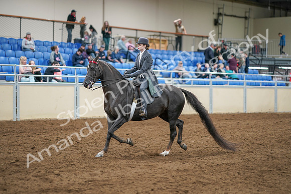 2020 - AB Morgan Horse - Sat, Sept 05 - 13571