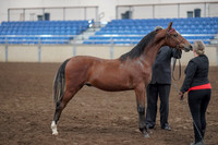 2019 Morgan Horse Show - Aug 31, 2019 - 00137