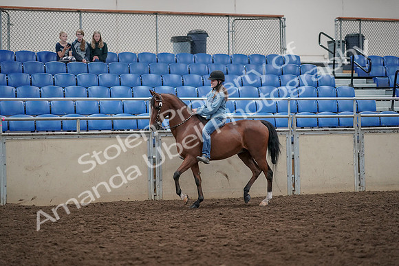 2019 Morgan Horse Show - Aug 30, 2019 - 31100